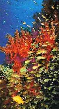 korallen